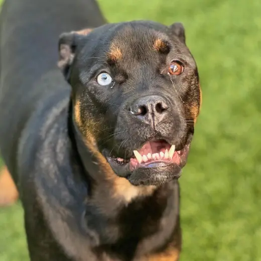 Louie