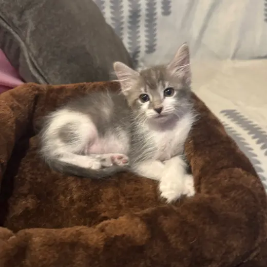 Kreme BrÃ»lÃ©e