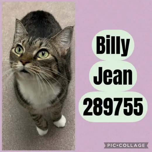 BILLY JEAN