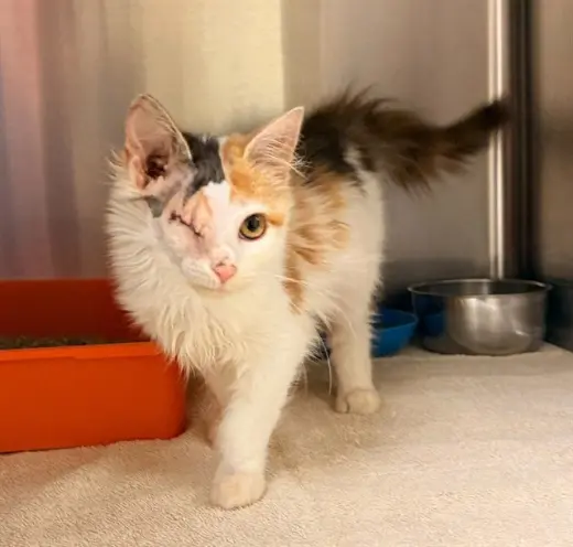 MIA