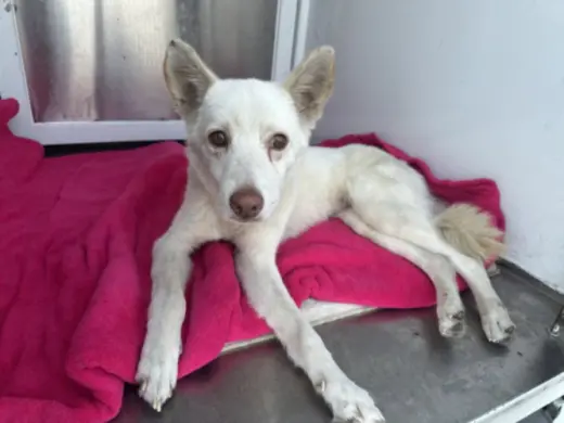 ELSA