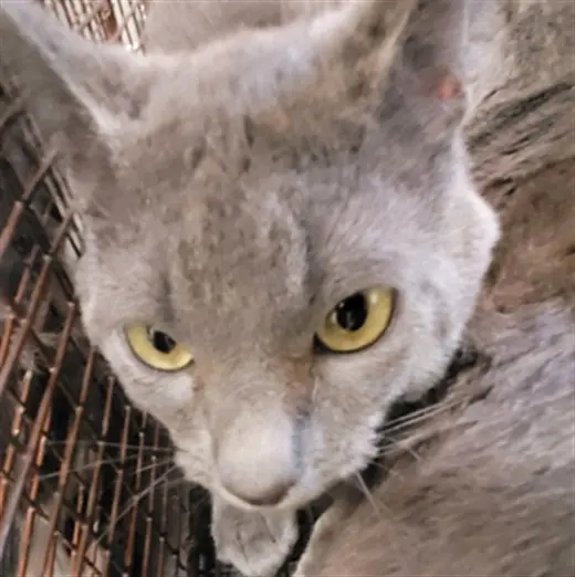 MOUSER