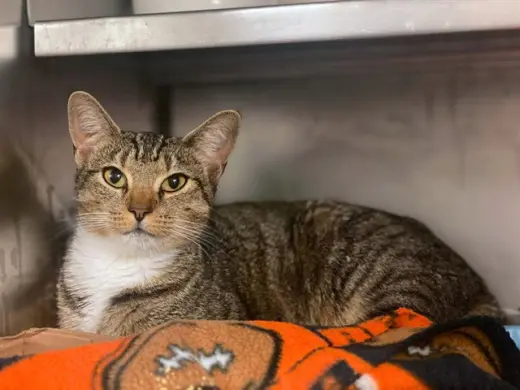 NELLIE