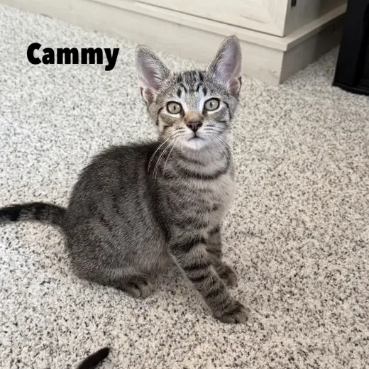 Cammy