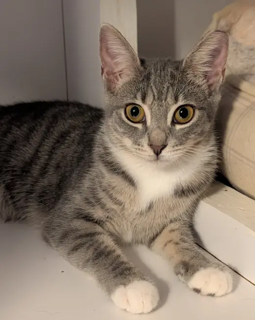 Kimi