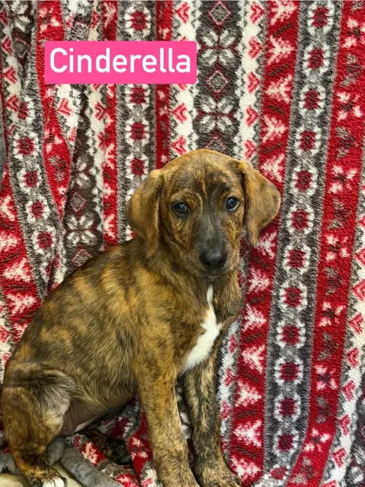 Cinderella