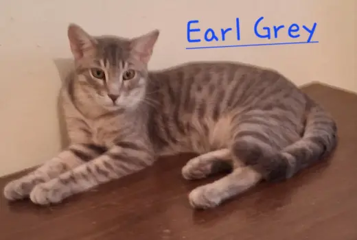 Earl Grey