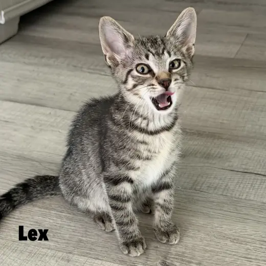 Lex