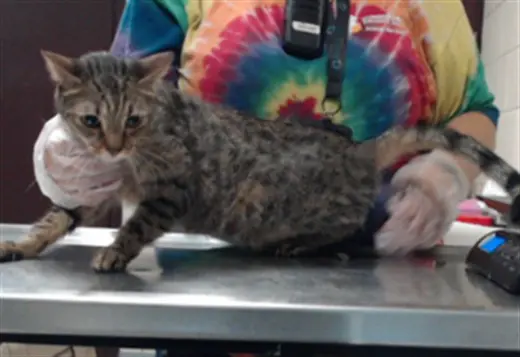 BABY KITTY