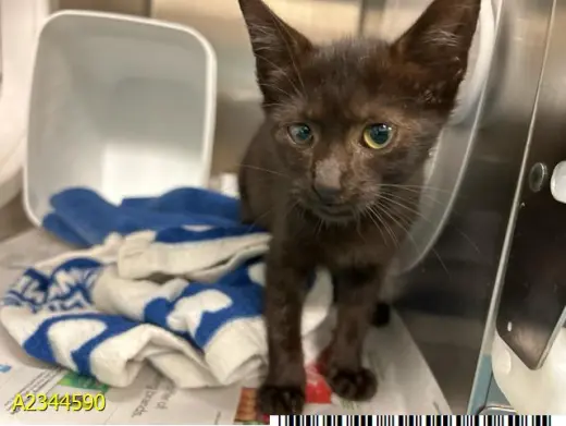 COCO