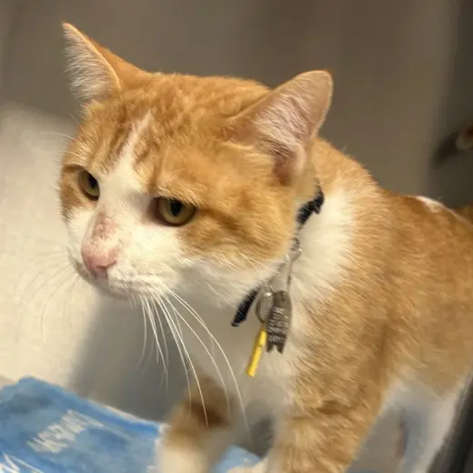 GORDO