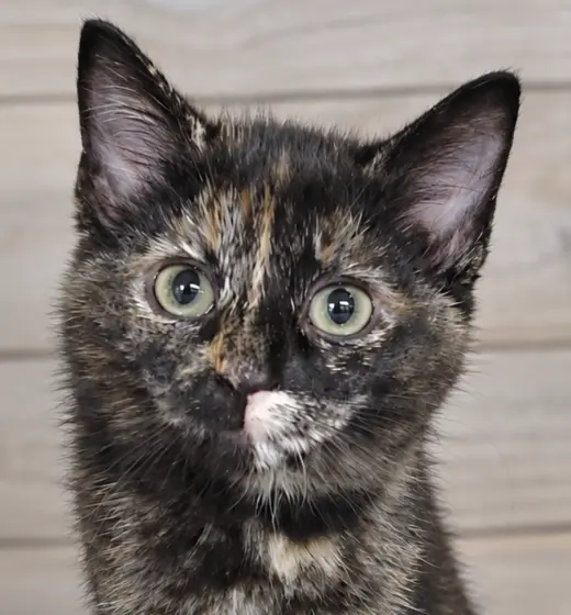 Kitten Hibachi