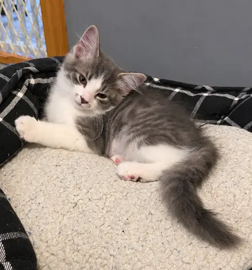 Kitten Aspen