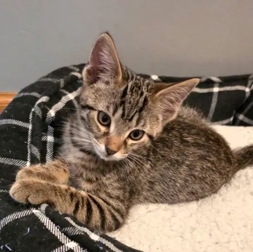 Kitten Daisy