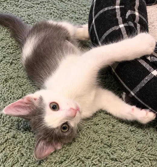 Kitten Lily
