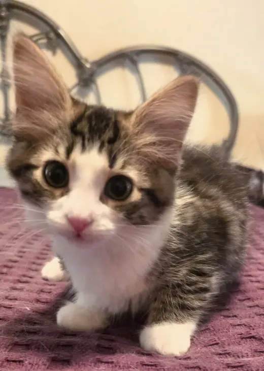 Kitten Rosy
