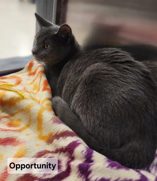 *Opportunity