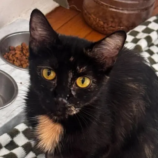 Nova