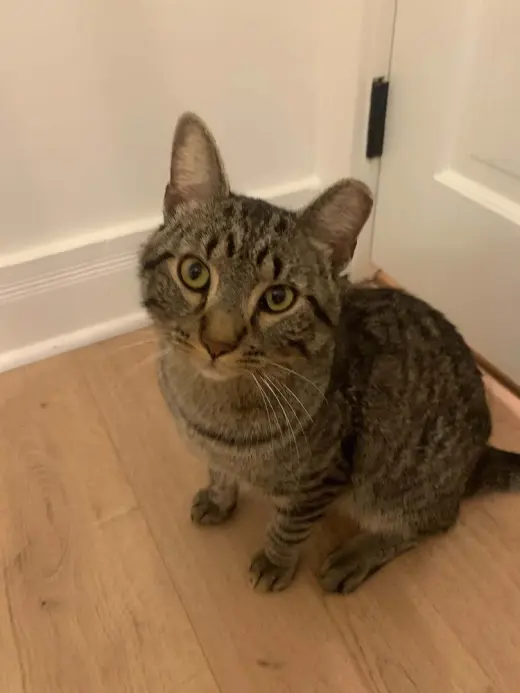 Rocky