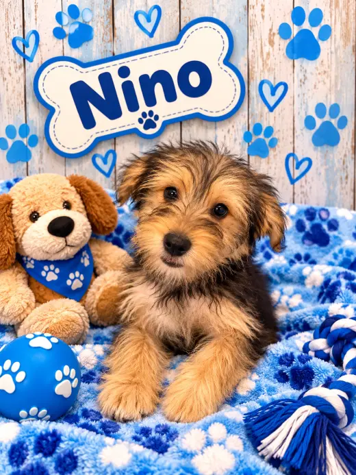 Nino