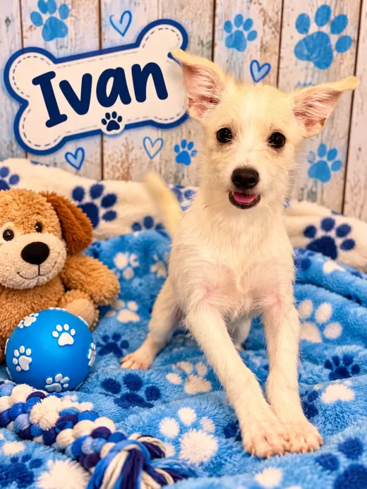 Ivan