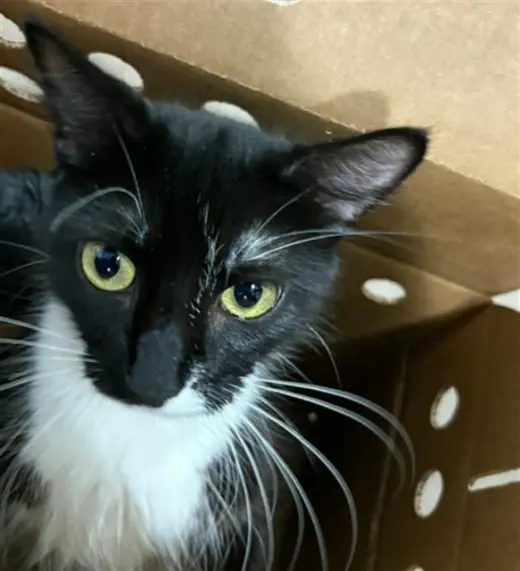 OREO
