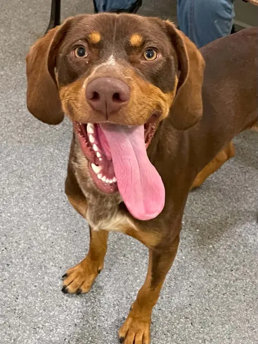 Coco