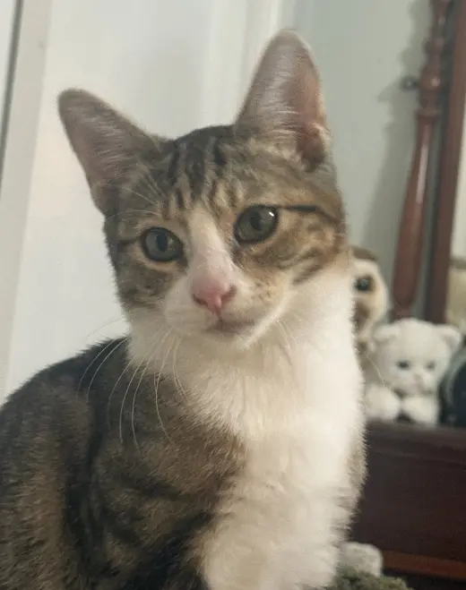 milo 2