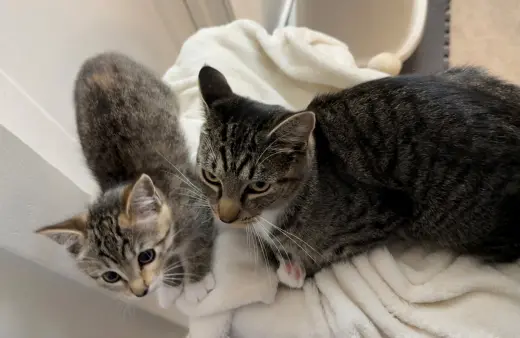 9 week Kitten and Her Mom
