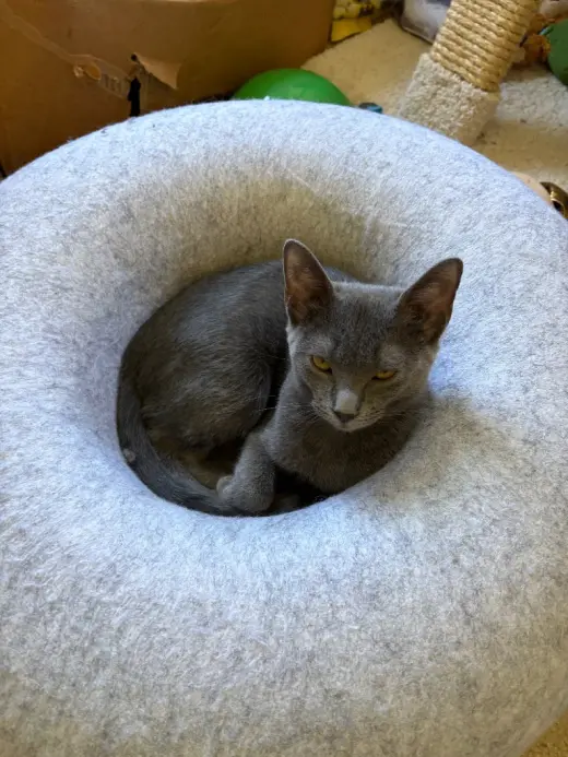 Sophie