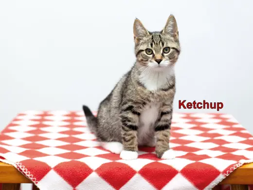 Ketchup