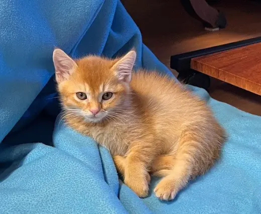 PUMPKIN*
