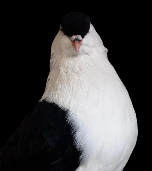 Penguino