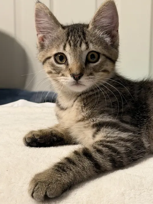 Leo