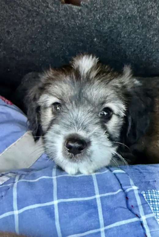 Cooper