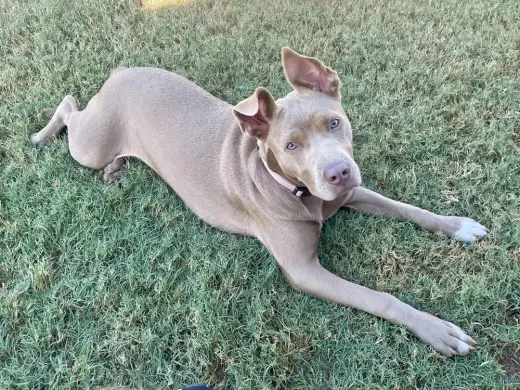 Remi