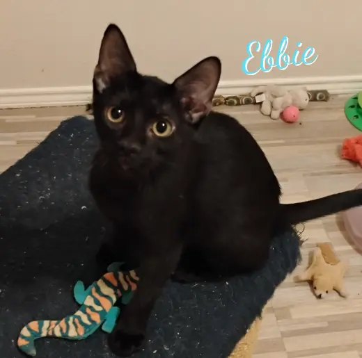 Ebbie #patio-posse