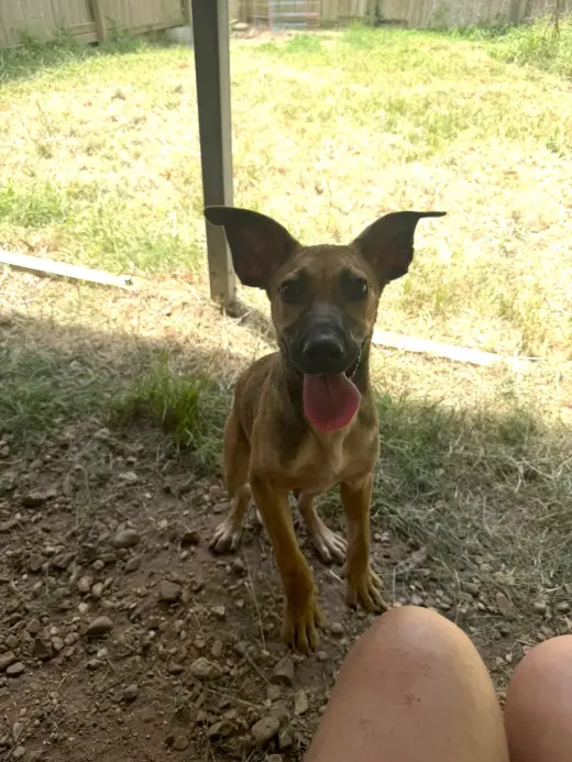 Bambi