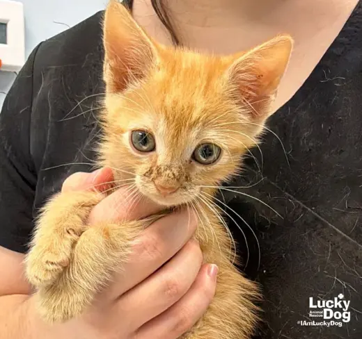Garfield