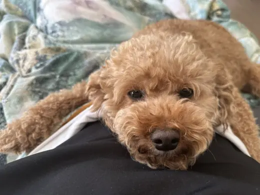 BUDDY & BROWNIE