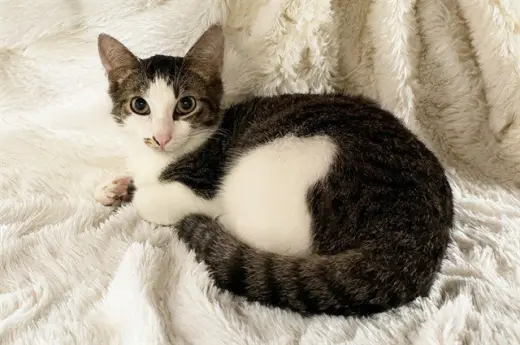 DUKE