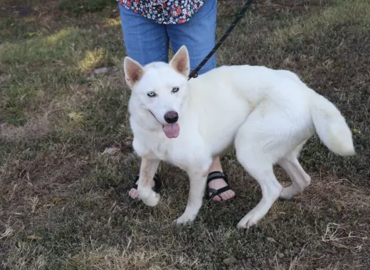 Husky Loreta