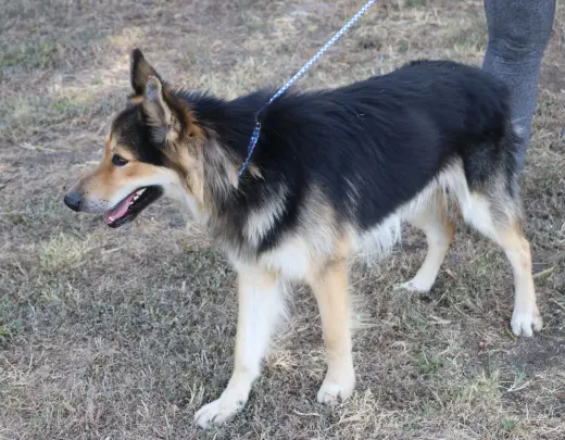 Husky Curly
