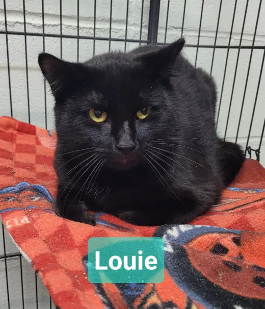 Louie