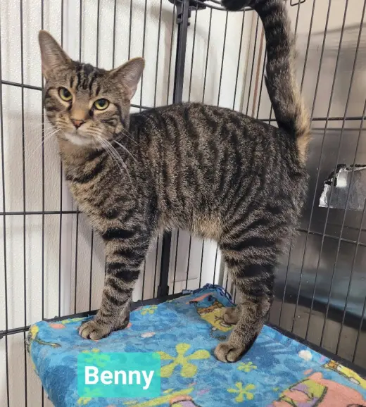 Benny