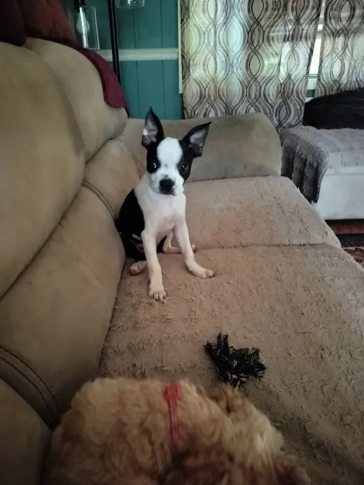 Cami/ADOPTED