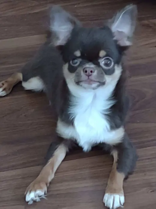 Frankie