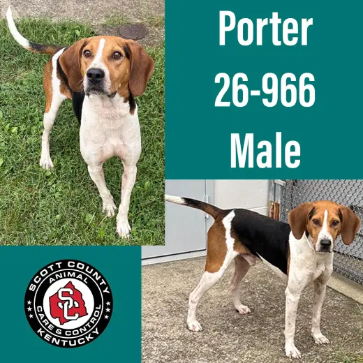 Porter