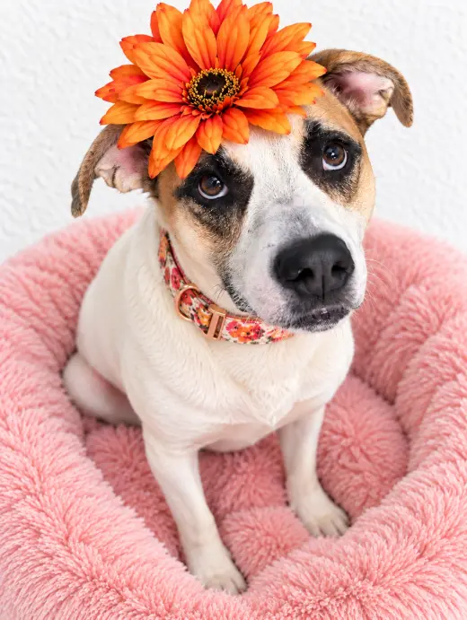 Lab, red heeler mix