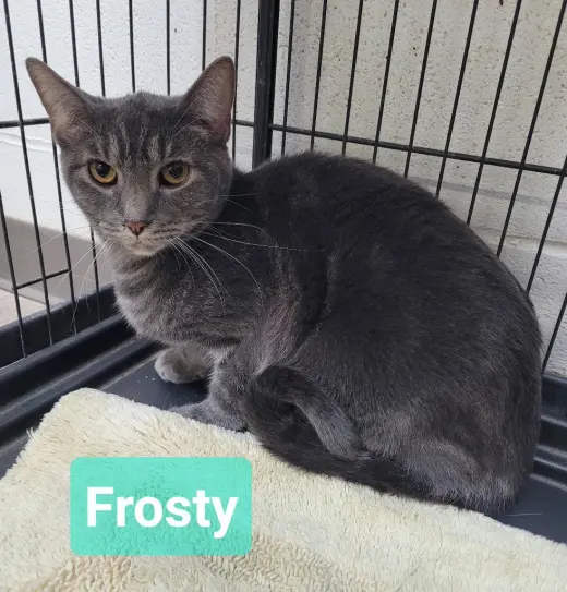Frosty